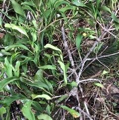 Unverified at suppressed - suppressed