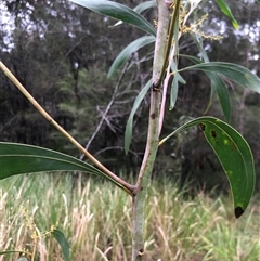 Unverified Wattle at Kungala, NSW - Yesterday by donnanchris