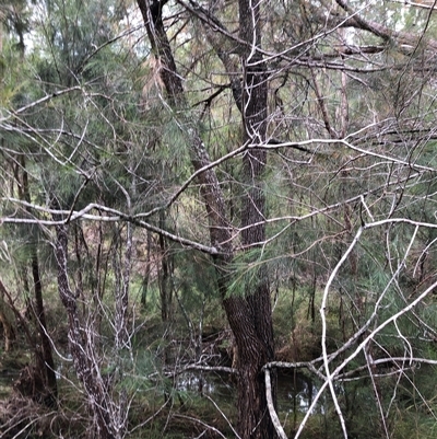 Casuarina glauca at Kungala, NSW - Yesterday by donnanchris