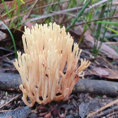 Ramaria lorithamnus by Aussiegall