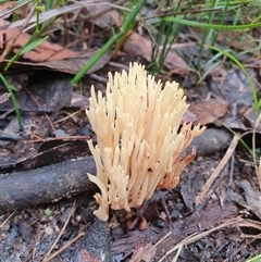 Ramaria sp. (genus) at Penrose, NSW - suppressed