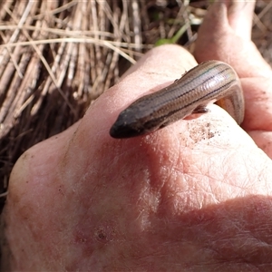 Hemiergis talbingoensis davisi at suppressed - suppressed