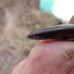 Hemiergis talbingoensis davisi at suppressed - suppressed