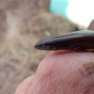 Hemiergis talbingoensis davisi at suppressed - suppressed