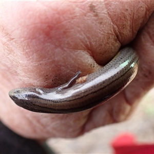 Hemiergis talbingoensis davisi at suppressed - suppressed