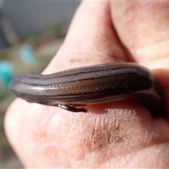 Hemiergis talbingoensis davisi at suppressed - suppressed