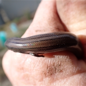 Hemiergis talbingoensis davisi at suppressed - suppressed