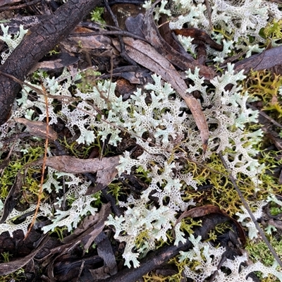 Unverified Lichen at Broke, NSW - Yesterday by RoyP