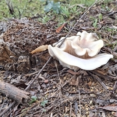 Omphalotus nidiformis (Ghost Fungus) at Mongarlowe, NSW - 20 May 2025 by Dron
