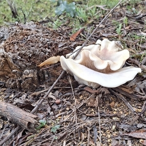 Unverified Fungus by Dron