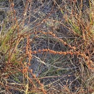 Rumex brownii at Lawson, ACT - 14 May 2025 by WalkYonder