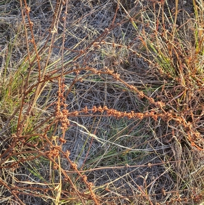 Rumex brownii at Lawson, ACT - 14 May 2025 by WalkYonder