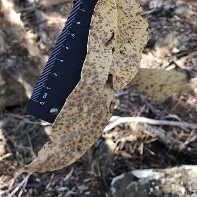 Eucalyptus globulus subsp. bicostata at Crowther, NSW - Yesterday by Frecko