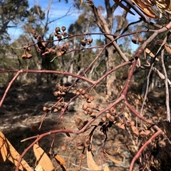 Eucalyptus blakelyi at Crowther, NSW - Yesterday by Frecko