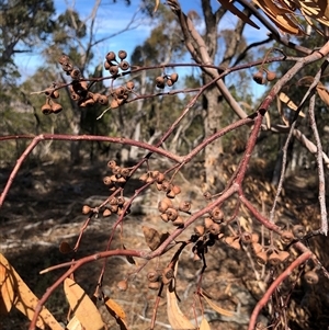 Eucalyptus blakelyi at Crowther, NSW - Today by Frecko