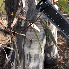 Eucalyptus blakelyi at Crowther, NSW - Yesterday by Frecko