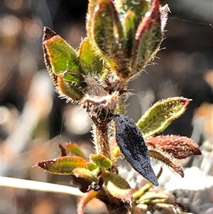 Pomax umbellata at Crowther, NSW - Today by Frecko