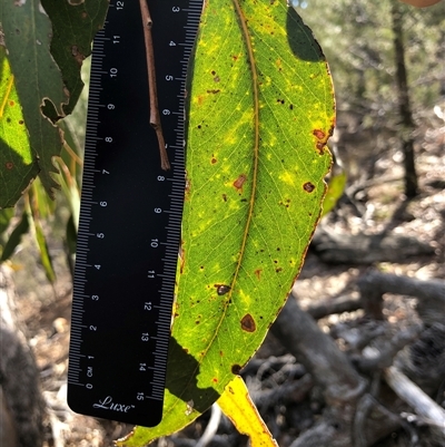 Eucalyptus bridgesiana at Crowther, NSW - Yesterday by Frecko