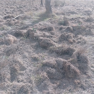 Sus scrofa at Isaacs, ACT - Today by CallumBraeRuralProperty