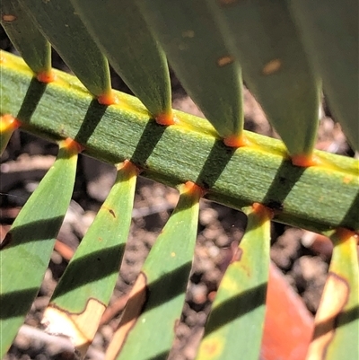 Macrozamia secunda at Crowther, NSW - Yesterday by Frecko