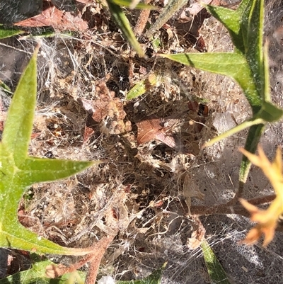 Unverified Spider at Crowther, NSW - 20 May 2025 by Frecko
