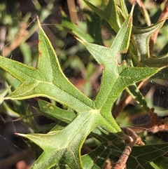 Grevillea ramosissima subsp. ramosissima (Fan Grevillea) at Crowther, NSW - Yesterday by Frecko