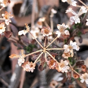 Pomax umbellata at Crowther, NSW - Today by Frecko
