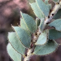 Acacia cultriformis at Crowther, NSW - Yesterday by Frecko