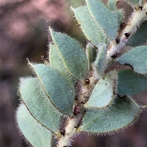 Acacia cultriformis at Crowther, NSW - Today by Frecko