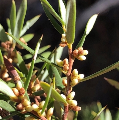 Unverified Other Shrub at Crowther, NSW - Yesterday by Frecko