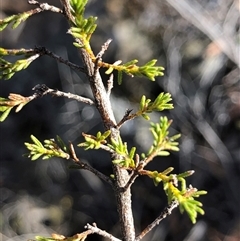 Unverified Other Shrub at Crowther, NSW - Yesterday by Frecko