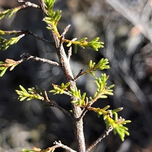 Unverified Other Shrub at Crowther, NSW - Today by Frecko