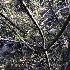Dillwynia phylicoides at Crowther, NSW - 20 May 2025 11:07 AM