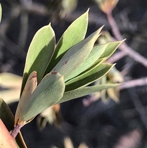 Styphelia triflora at Crowther, NSW - Today by Frecko