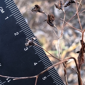 Arthropodium minus at Crowther, NSW - Today by Frecko