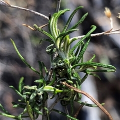 Cassinia laevis subsp. rosmarinifolia at Crowther, NSW - Yesterday by Frecko