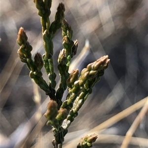 Callitris endlicheri at Crowther, NSW - 20 May 2025 10:51 AM