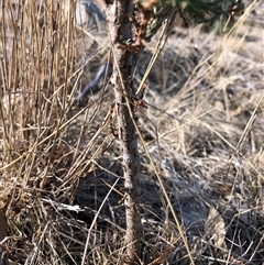 Callitris endlicheri at Crowther, NSW - 20 May 2025 10:51 AM