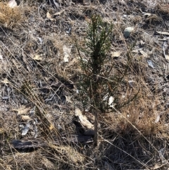 Callitris endlicheri at Crowther, NSW - 20 May 2025 10:51 AM