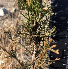 Callitris endlicheri at Crowther, NSW - 20 May 2025 10:51 AM