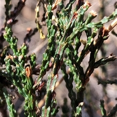 Callitris endlicheri at Crowther, NSW - 20 May 2025 10:51 AM