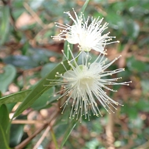 Syzygium australe (Brush Cherry) at Jamberoo, NSW - Today by plants
