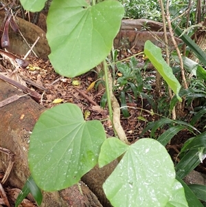 Legnephora moorei (Round-leaf Vine, Big-leaf Vine) at Jamberoo, NSW - Today by plants