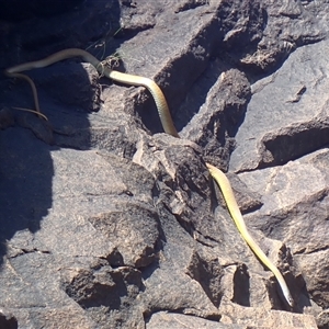Dendrelaphis punctulatus at Nitmiluk, NT - 15 May 2025 by HelenCross
