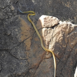 Dendrelaphis punctulatus at Nitmiluk, NT - 15 May 2025 02:14 PM