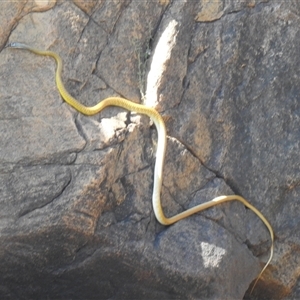 Dendrelaphis punctulatus at Nitmiluk, NT - 15 May 2025 02:14 PM