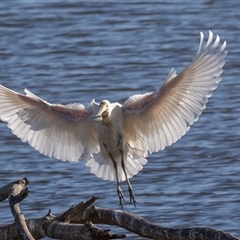 Platalea flavipes (Yellow-billed Spoonbill) at Fyshwick, ACT - 20 May 2025 by rawshorty