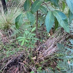 Polyscias sambucifolia at Cobark, NSW - 18 May 2025 by Catherinecraig