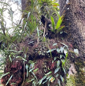 Unverified Orchid at Cobark, NSW - 18 May 2025 by Catherinecraig