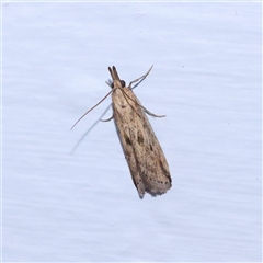 Faveria tritalis (Couchgrass Webworm) at Turner, ACT - 5 Nov 2024 by ConBoekel